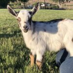 Fundraiser Paint Event With Embrace Healing Animal Connections