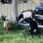 Fundraiser Paint Event With Embrace Healing Animal Connections